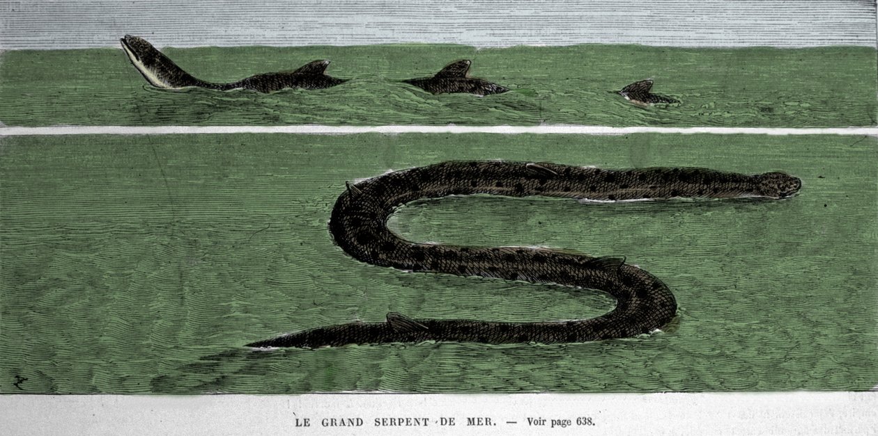 Mořský had pozorovaný v roce 1872 v poledním Atlantiku. od Unknown artist