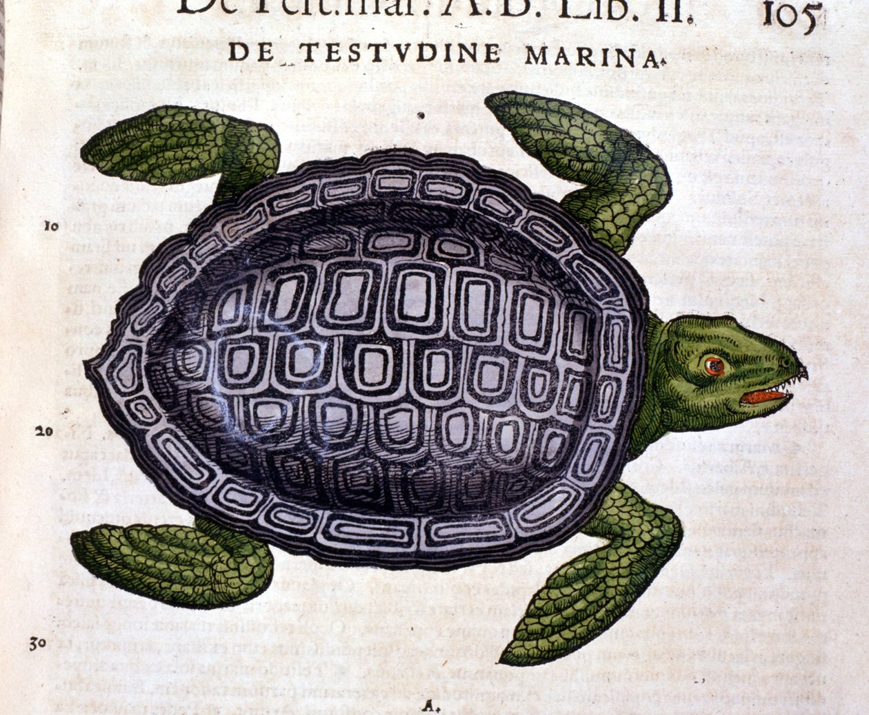 Mořská želva, podle Historia Animalium Conrada Gesnera, Tiguri 1560 od Unknown artist