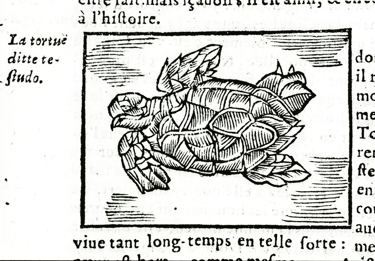 Mořská želva podle pojednání Gerolama Cardana (Cardanus Hieronymus) (Cardan) „“ De la subtlite““, vytištěného v Rouenu v roce 1642. od Unknown artist