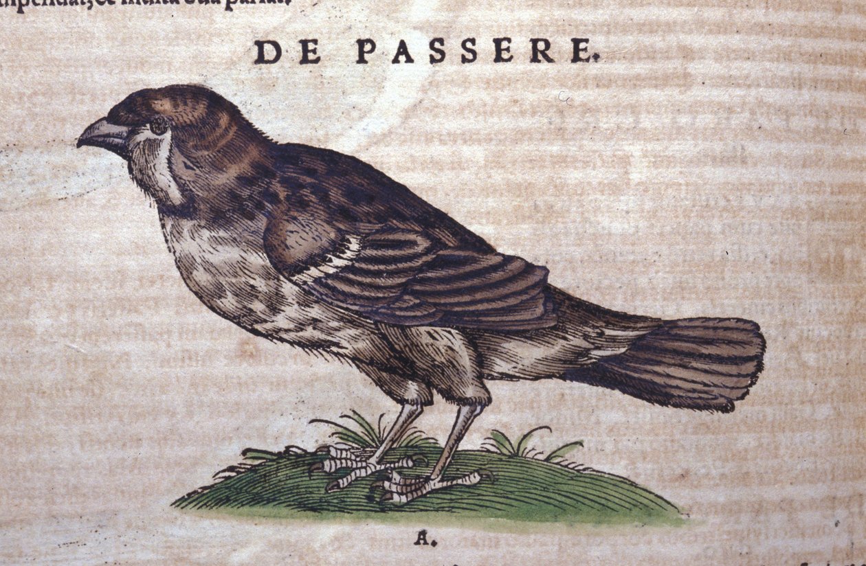 Závěsný od Unknown artist