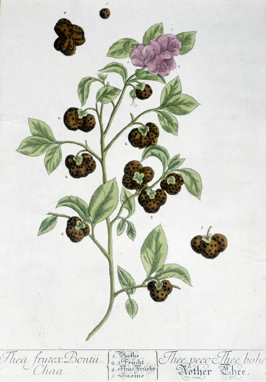 Čajovník Frutex Bontii - botanická deska od Unknown artist