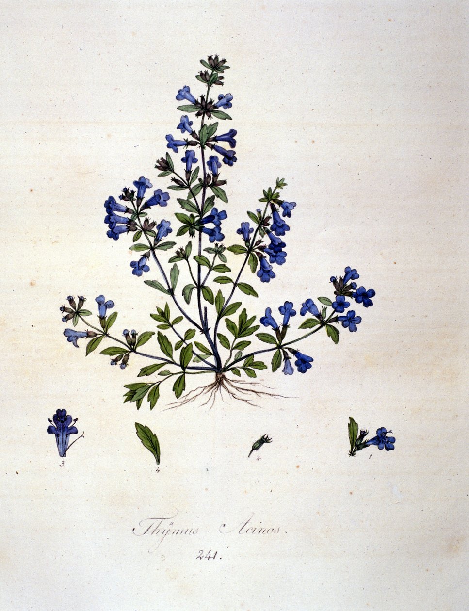 Tymián. 19. století rytina. od Unknown artist