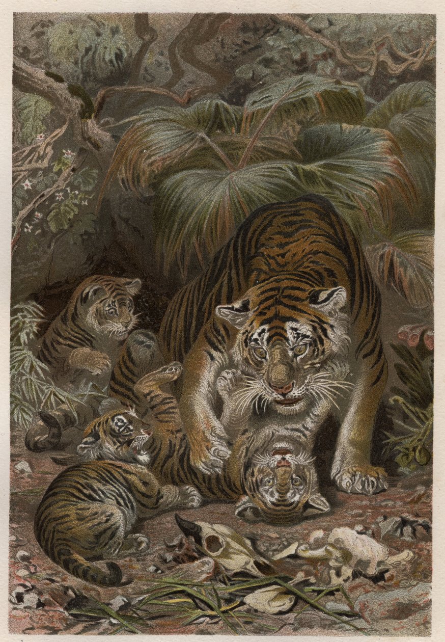 Tygr s tygry - Tygr (Panthera tigris) s mláďaty - rytina z „”Brehmova života zvířat”” od Alfreda Edmunda Brehma (1829–1884) od Unknown artist