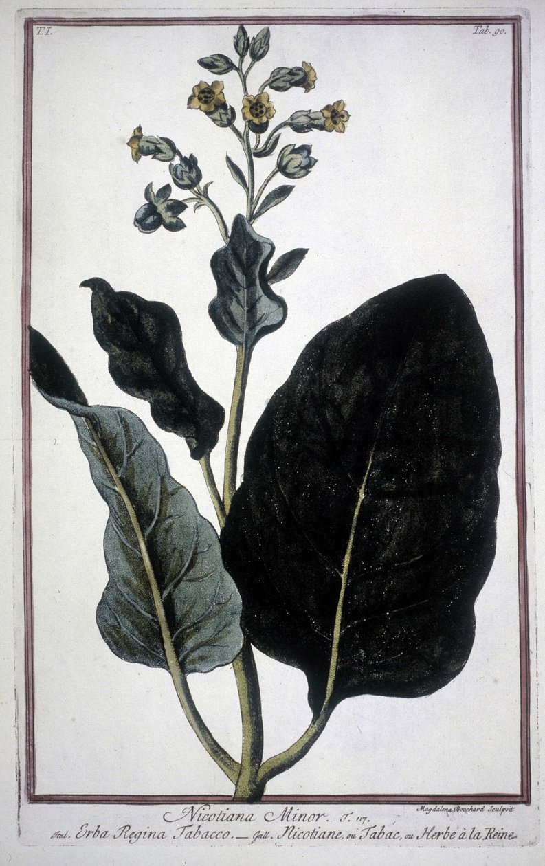 Tabákový list a květ (Nicotiana Minor) v herbáři z 19. století. od Unknown artist