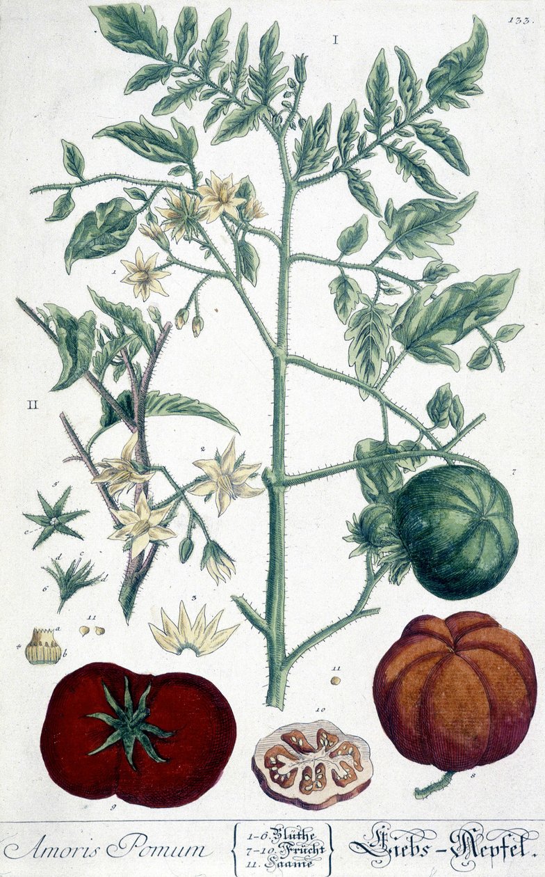 Rajče, botanická deska od Unknown artist
