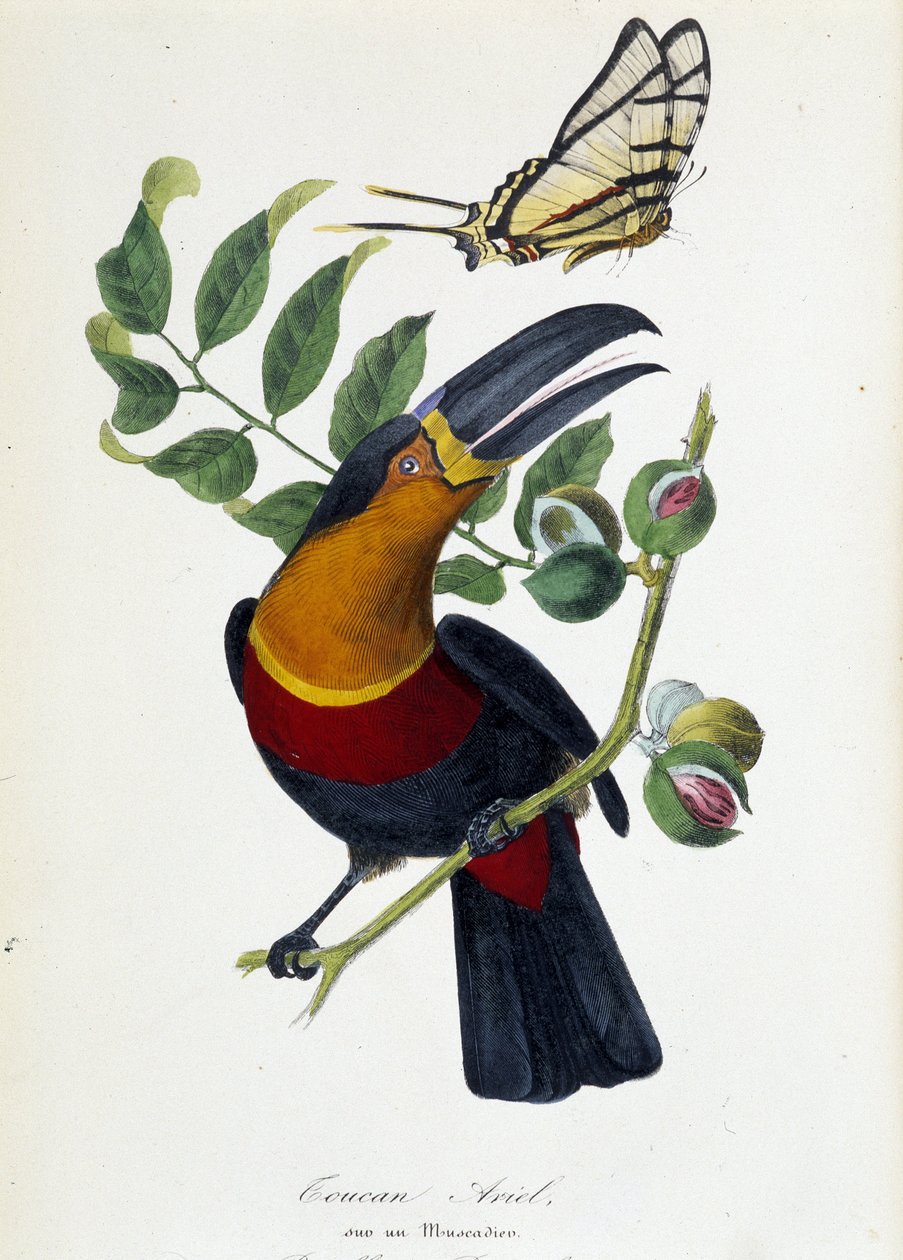 Tukan Ariel na Muscadier a Butterfly Protesilas - v „“Le jardin des plantes: kompletní historický a malebný popis přírodovědného muzea““ od Lamaouta, Paříž 1843 od Unknown artist