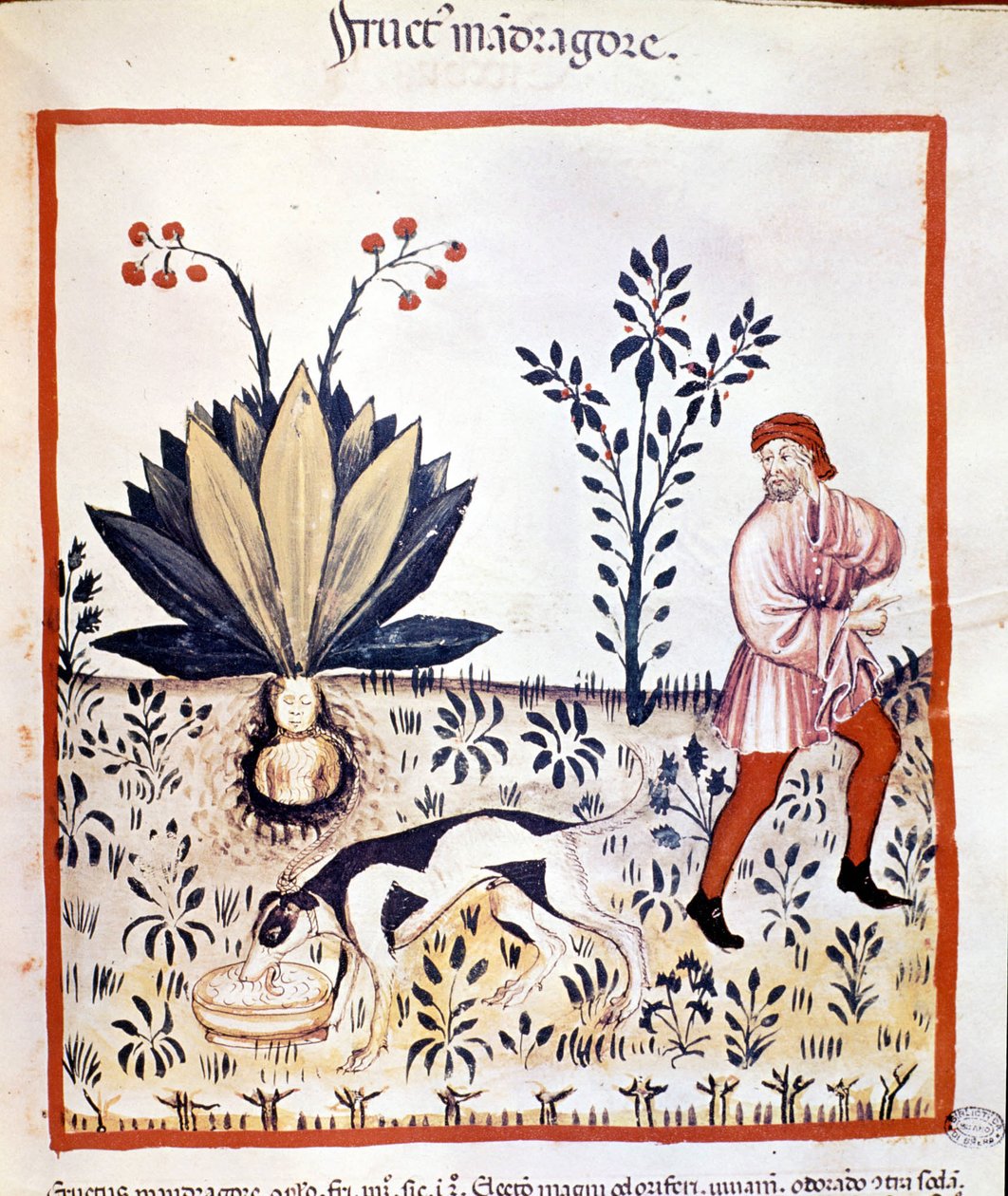 Pojednání o lékařství 14. století. Získejte Mandrake. Biblioteca Nazionale Braidense. Milán od Unknown artist