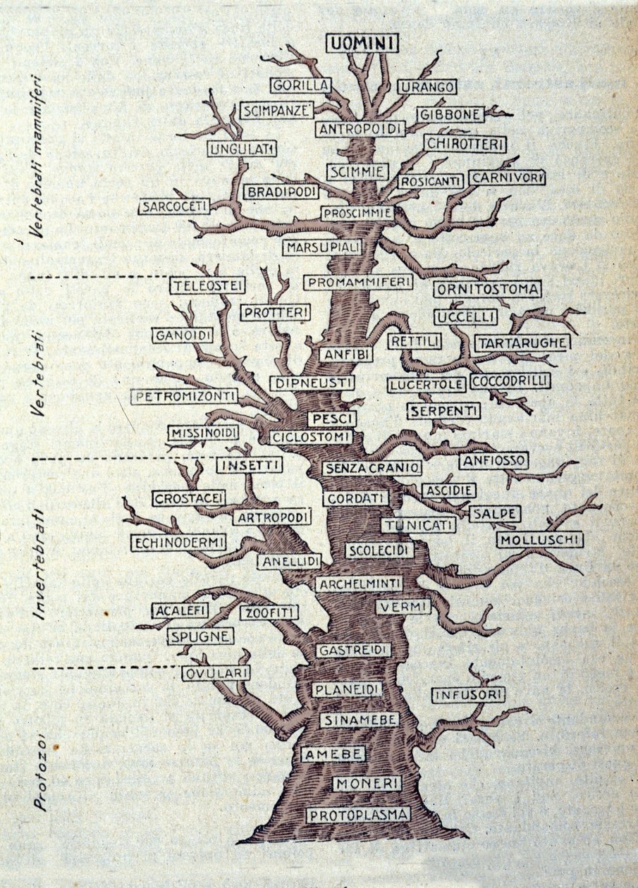 Strom evoluce nebo ilustrovaná deska představující klasifikaci živočišné říše. od Unknown artist