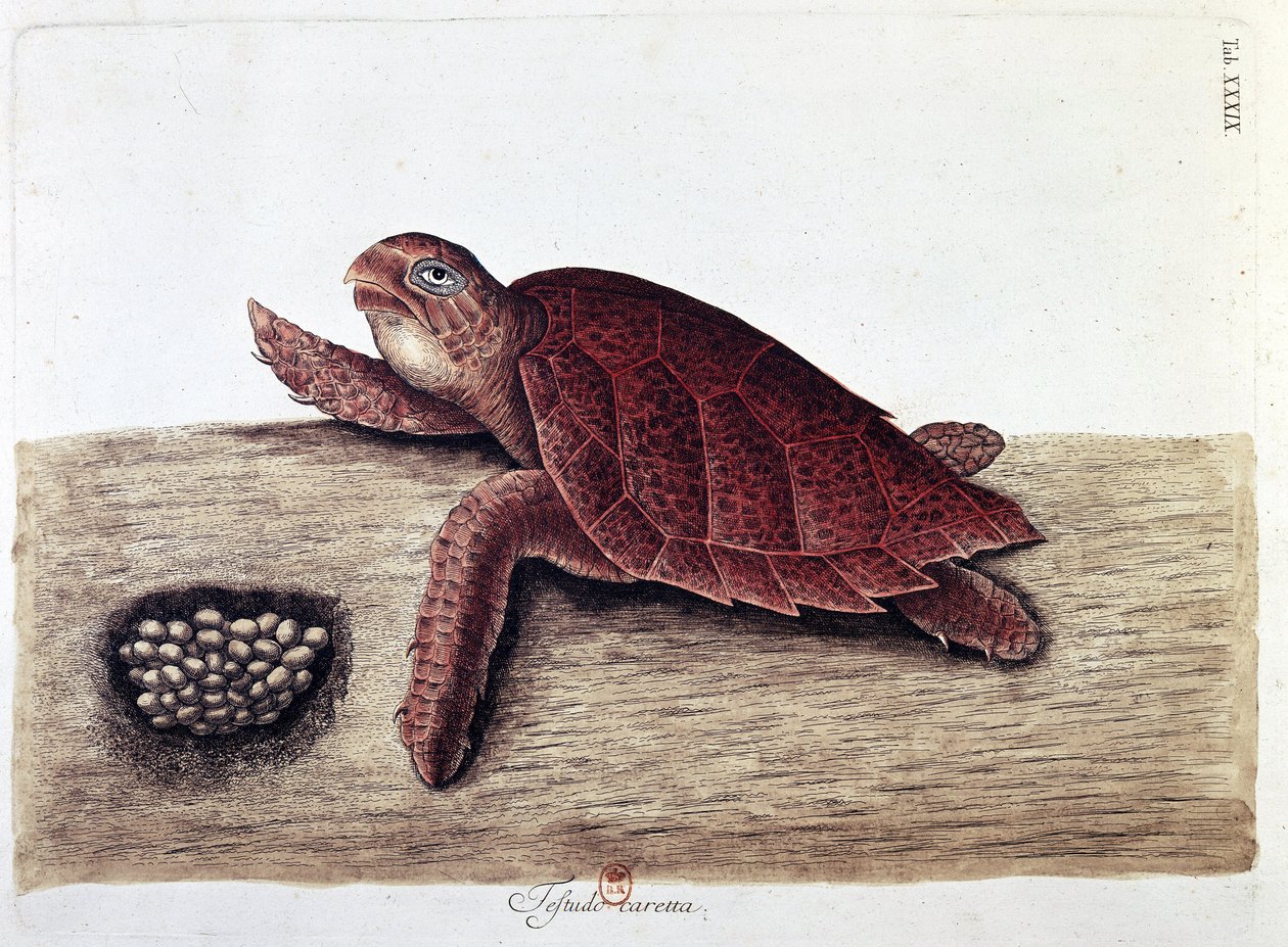 Želva a její vejce - přírodopisná deska, B.N. od Unknown artist