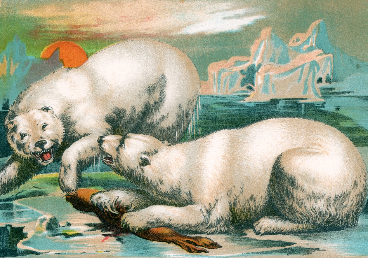 Dva lední medvědi bojující o tuleně od Unknown artist