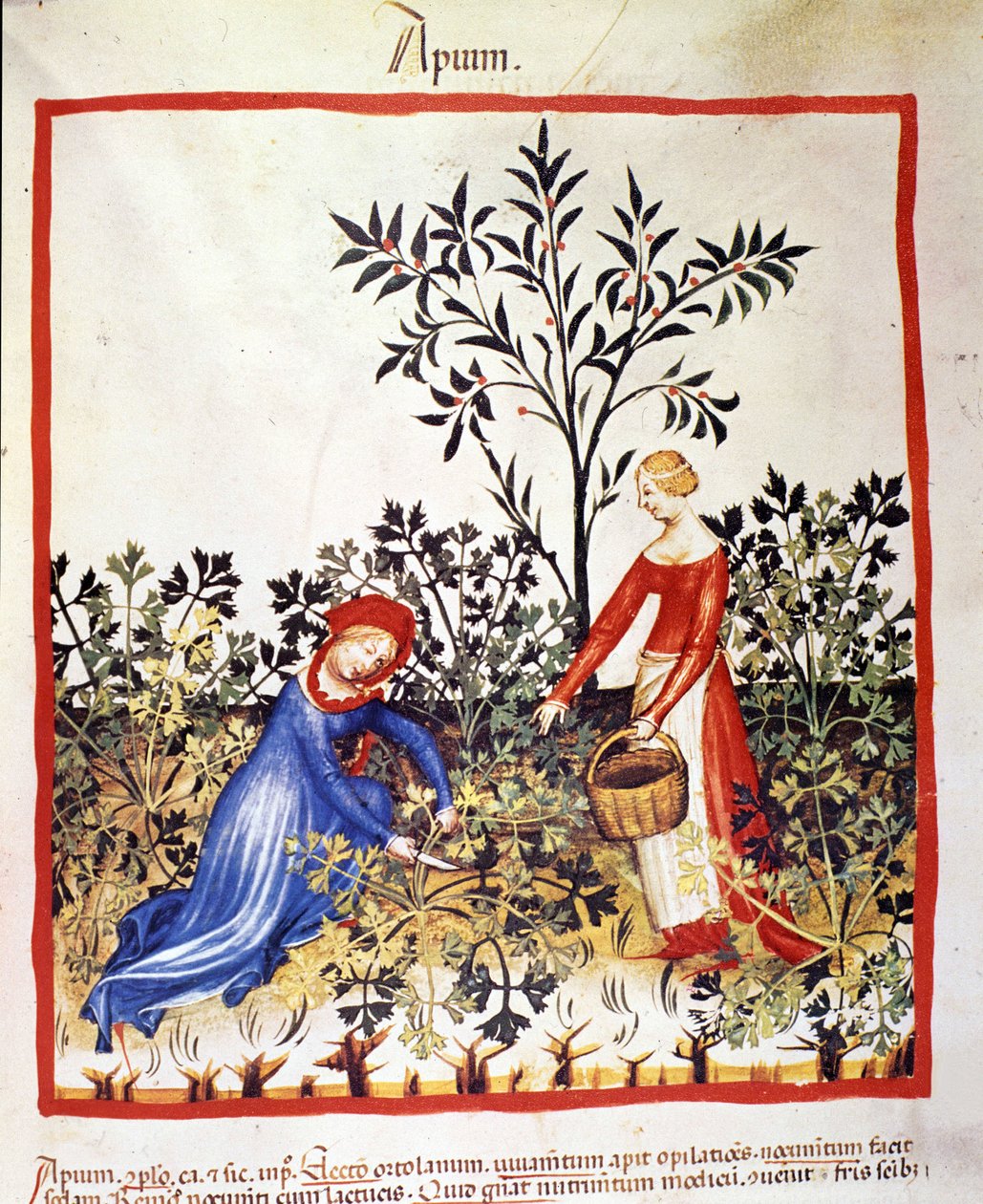 Dvě ženy sbírají petržel. Osvětlení z dojení medicíny a dietetiky „“Tacuinum sanitatis““ od Unknown artist