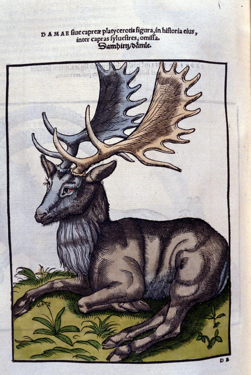 Sob un (cervidé) v Historia Animalium de Conrad Gesner (1516 - 1565), Tiguri od Unknown artist