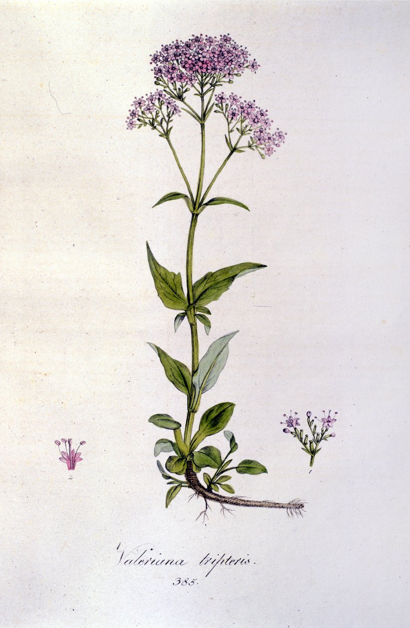 Kozlík lékařský. 19. století rytina. od Unknown artist