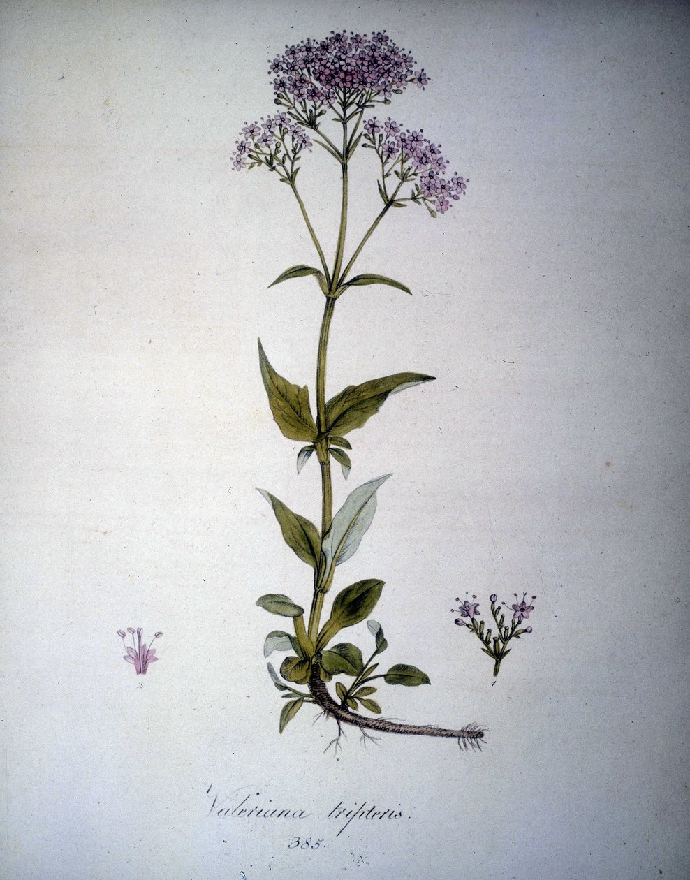 Valeriana mauve nebo Valeriana tripteris. Herbář z 19. století. od Unknown artist