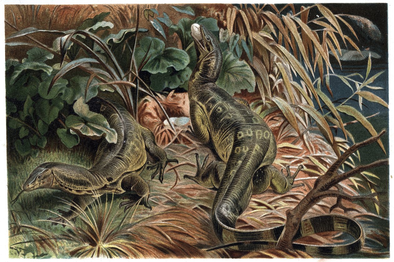 Varan - Varan (Varanus) - rytina z „“ Brehm