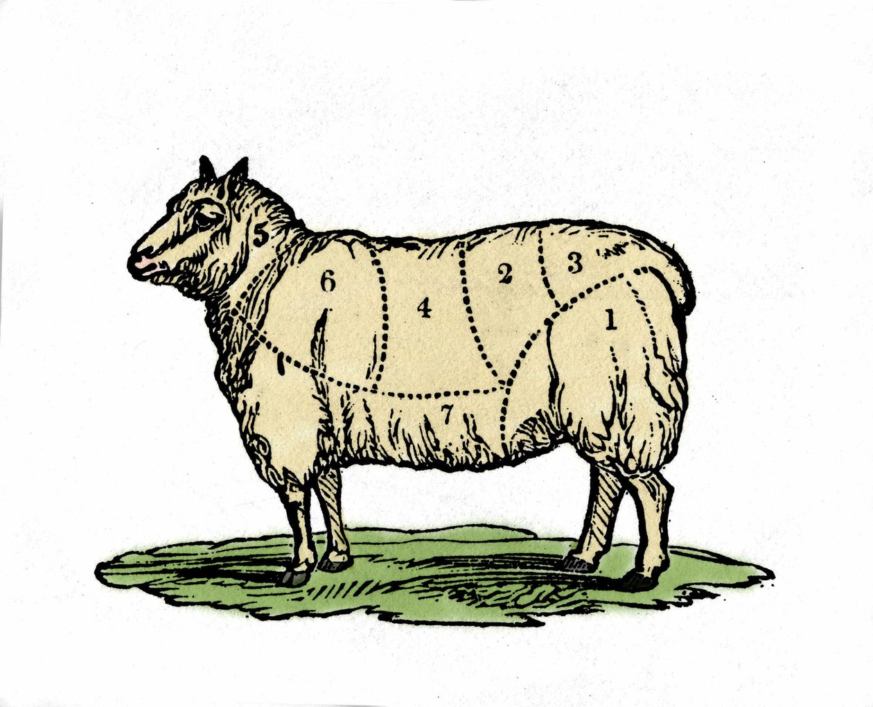 Různé kousky ovčího řezníka. Ilustrace z konce 19. století. od Unknown artist