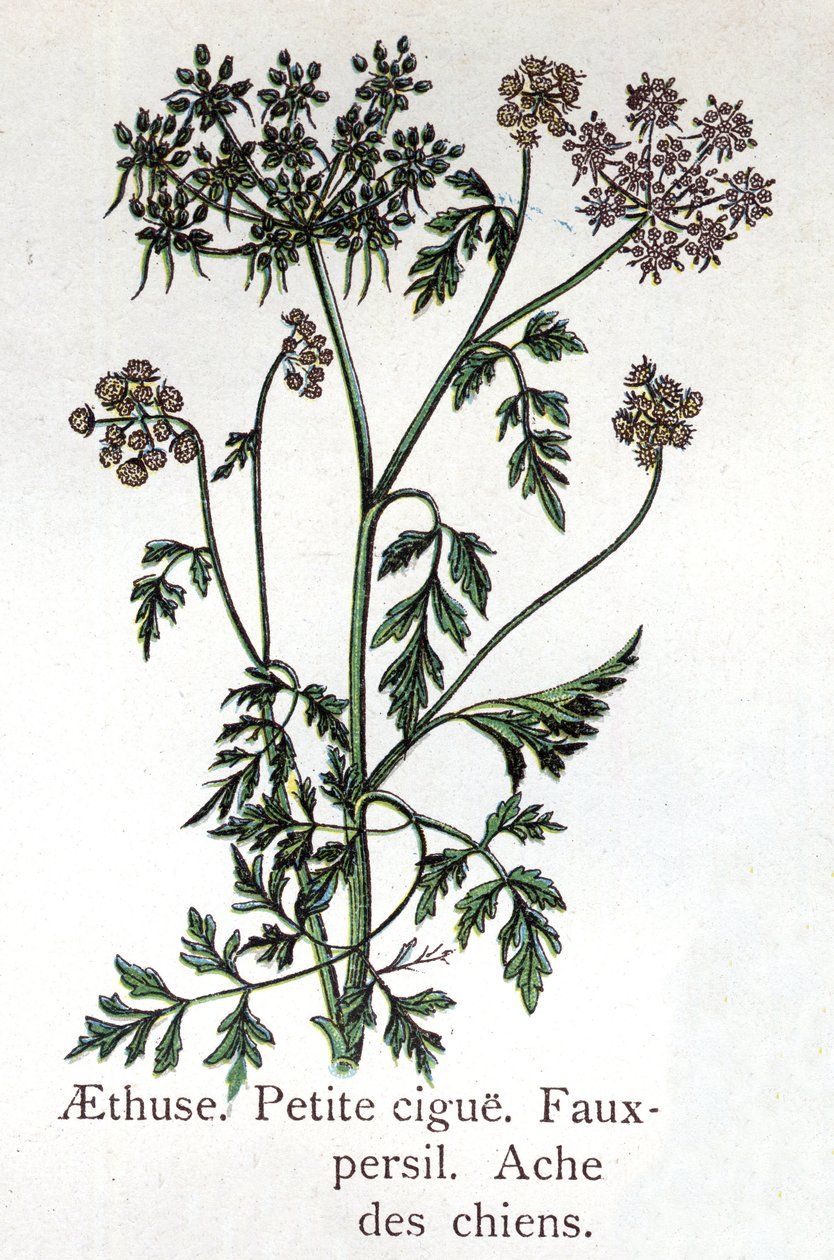 Jedovaté botanické rostliny: Aethusa, kroupy, nepravá petržel a bolehlav. Rytina do „“Přírodního léku““, od Friedricha Eduarda Bilze (1842-1922) od Unknown artist