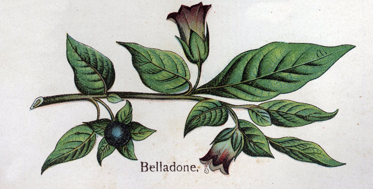 Venenózní botanické rostliny: Belladonna. Rytina do „“Přírodního léku““, od Friedricha Eduarda Bilze (1842-1922) od Unknown artist