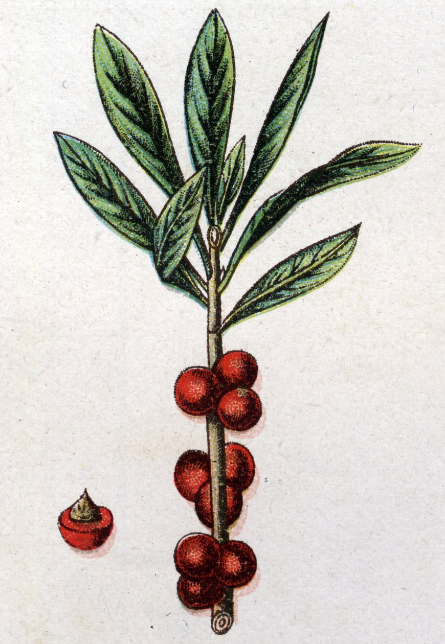 Venenózní botanické rostliny: Daphne Mezereon. Rytina do „“Přírodního léku““, od Friedricha Eduarda Bilze (1842-1922) od Unknown artist