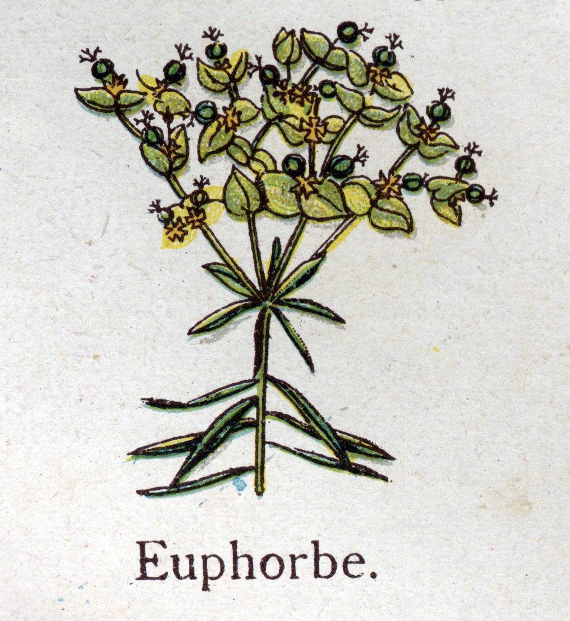 Venenózní botanické rostliny: Euphorbo. Rytina do „“Přírodního léku““, od Friedricha Eduarda Bilze (1842-1922) od Unknown artist