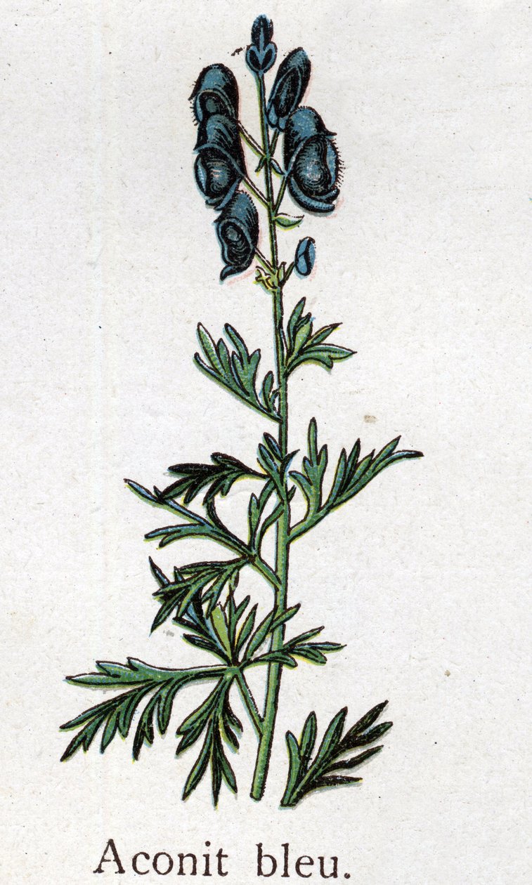 Venenózní botanické rostliny: modrý akonit. Rytina do „“Přírodního léku““, od Friedricha Eduarda Bilze (1842-1922) od Unknown artist
