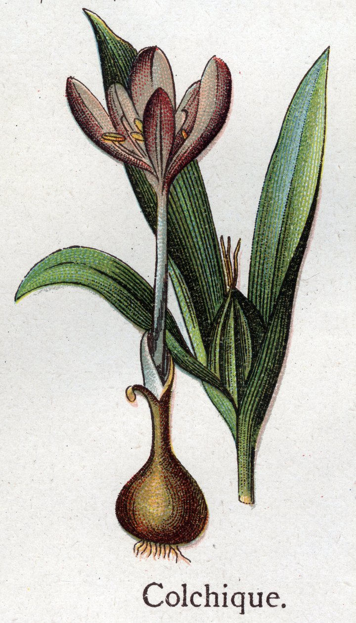 Venenózní botanické rostliny: kolchiální. Rytina do „“Přírodního léku““, od Friedricha Eduarda Bilze (1842-1922) od Unknown artist