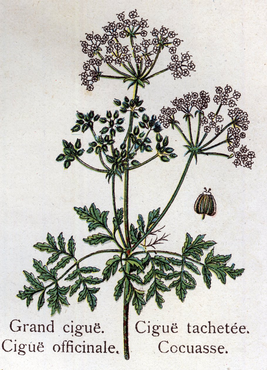 Jedovaté botanické rostliny: velké, oficinální, skvrnité a kokasové. Rytina do „“La Mediation naturelle““, od Friedricha Eduarda Bilze (1842-1922) od Unknown artist