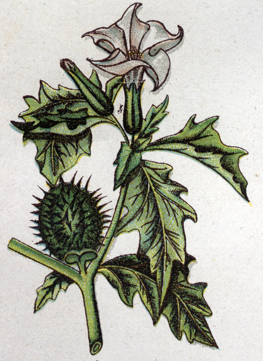 Venenózní botanické rostliny: Stramoine z jabloně trnité. Rytina do „“Přírodního léku““, od Friedricha Eduarda Bilze (1842-1922) od Unknown artist
