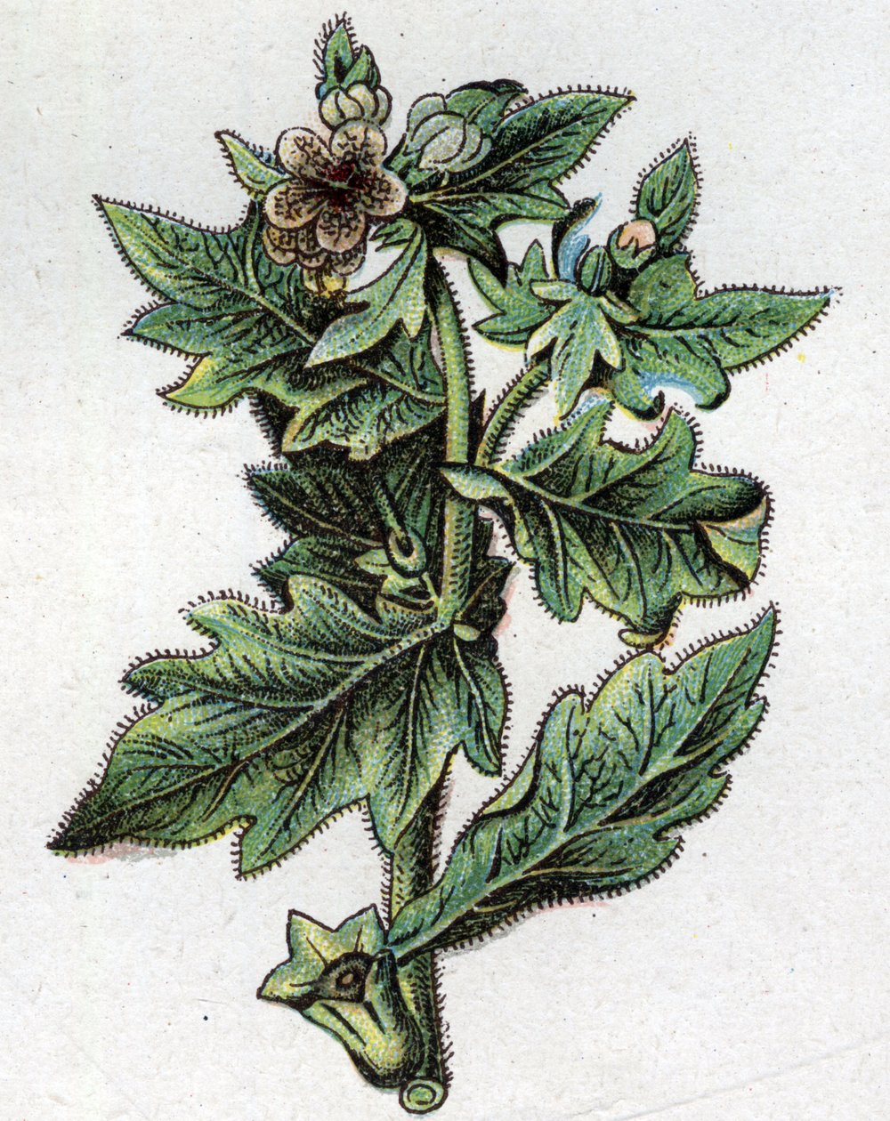 Venenózní botanické rostliny: až. Rytina do „“Přírodního léku““, od Friedricha Eduarda Bilze (1842-1922) od Unknown artist