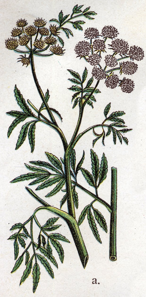 Jedovaté botanické rostliny: jedlovec vodní nebo vodní jedlovec známý také jako jedlovec železnatý (Cicuta virosa). Rytina do „“Přírodního léku““, od Friedricha Eduarda Bilze (1842-1922) od Unknown artist