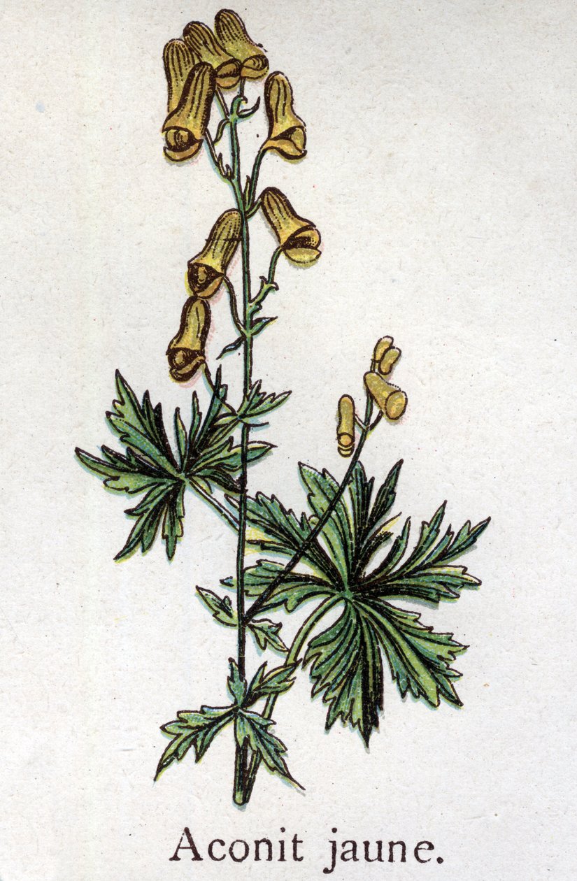 Venenózní botanické rostliny: oměj žlutý. Rytina do „“Přírodního léku““, od Friedricha Eduarda Bilze (1842-1922) od Unknown artist