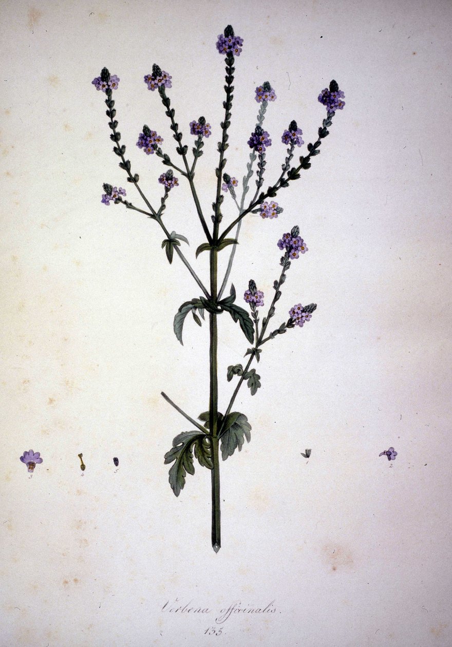 Verbena officinalis (Verbena officinale). Herbář z 19. století. od Unknown artist