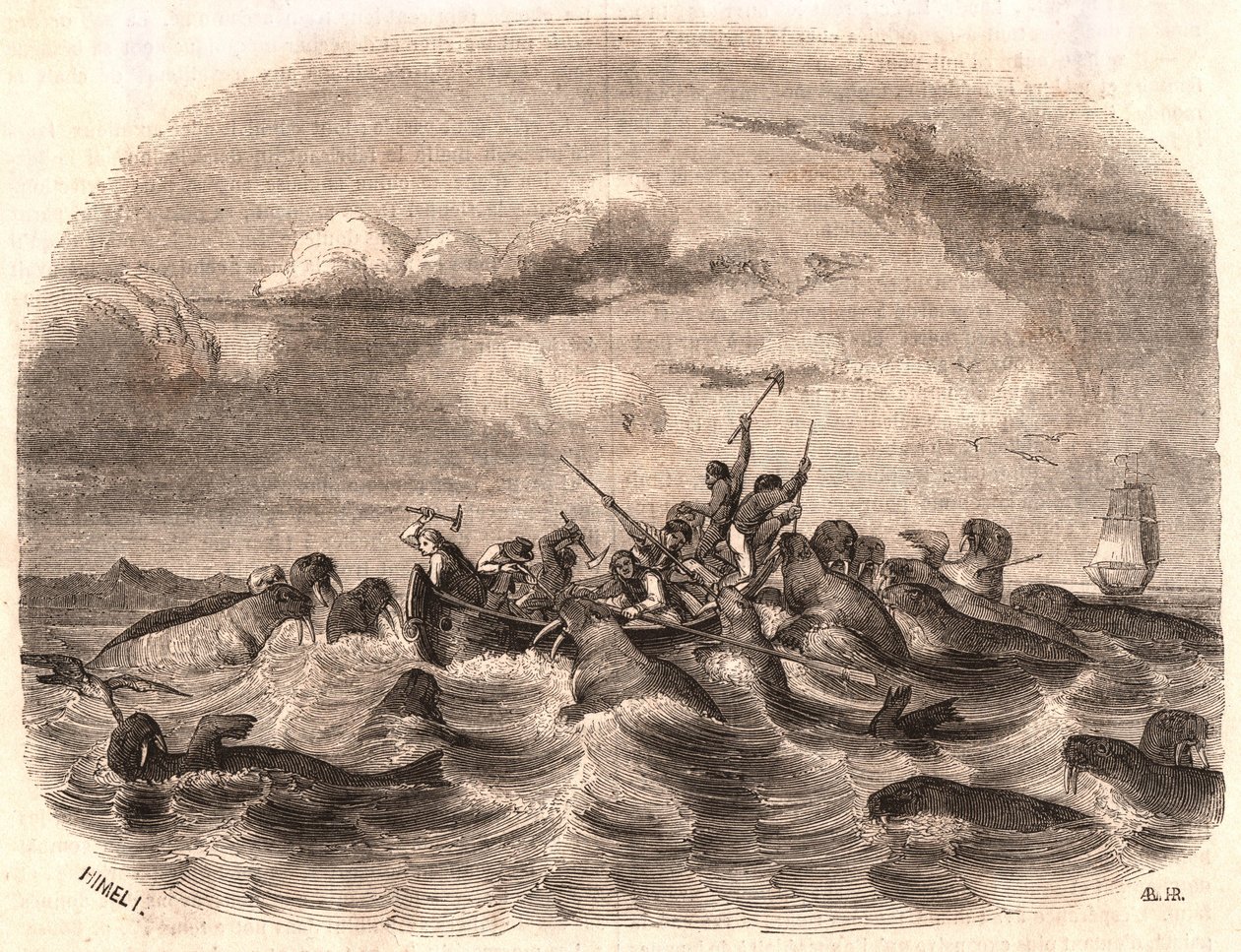 Pohled na skupinu anglických námořníků honících stádo mrožů v roce 1818 u pobřeží Špicberk od Unknown