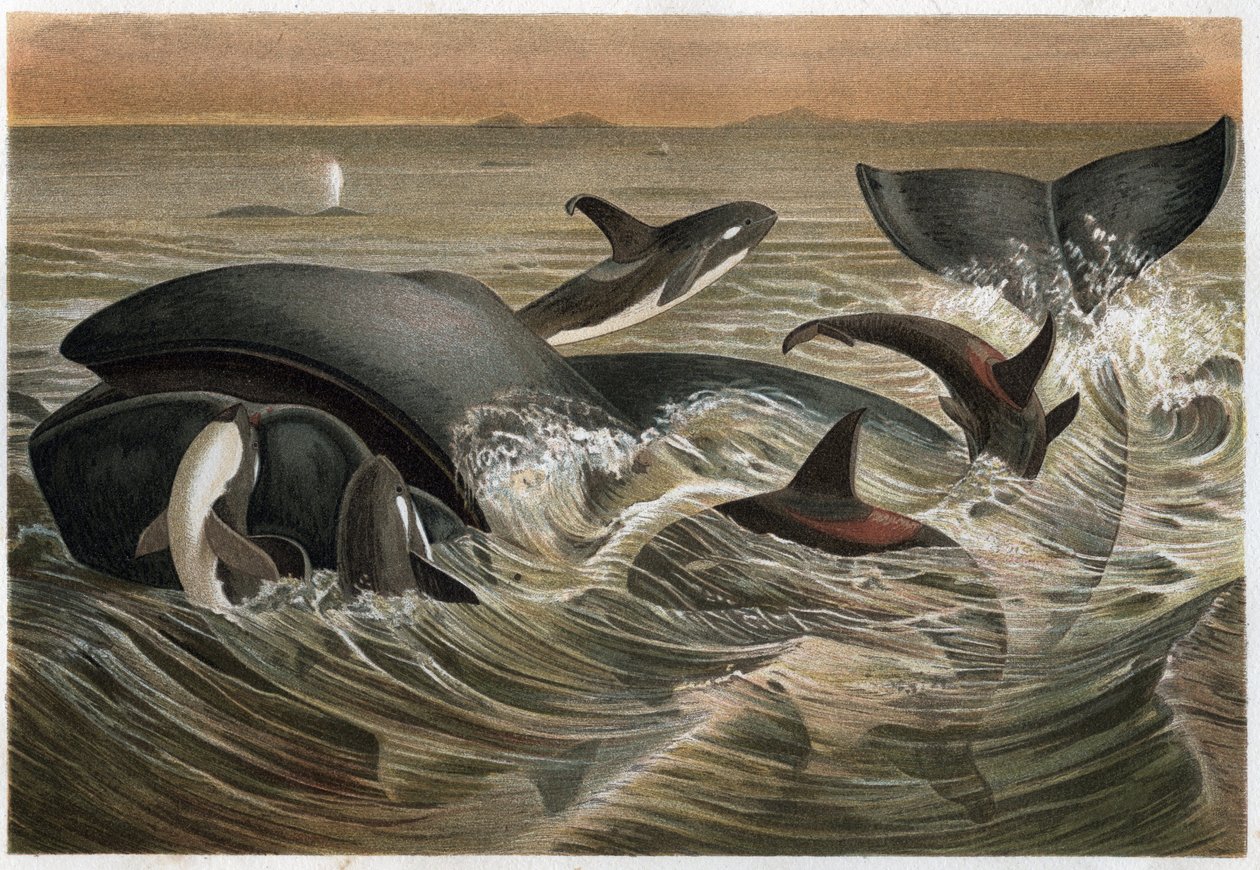 Velryba a velryba - Velryba a kosatec (Orcinus orca) - rytina z „“Brehmova života zvířat”” od Alfreda Edmunda Brehma (1829-1884) od Unknown artist