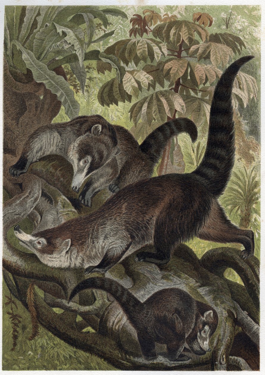Nosí bělonosí také známí jako coatimundi - Coati brun ou coati s bílým nosem (Nasua narica) - rytina z „“Brehmova života zvířat”” od Alfreda Edmunda Brehma (1829-1884) od Unknown artist