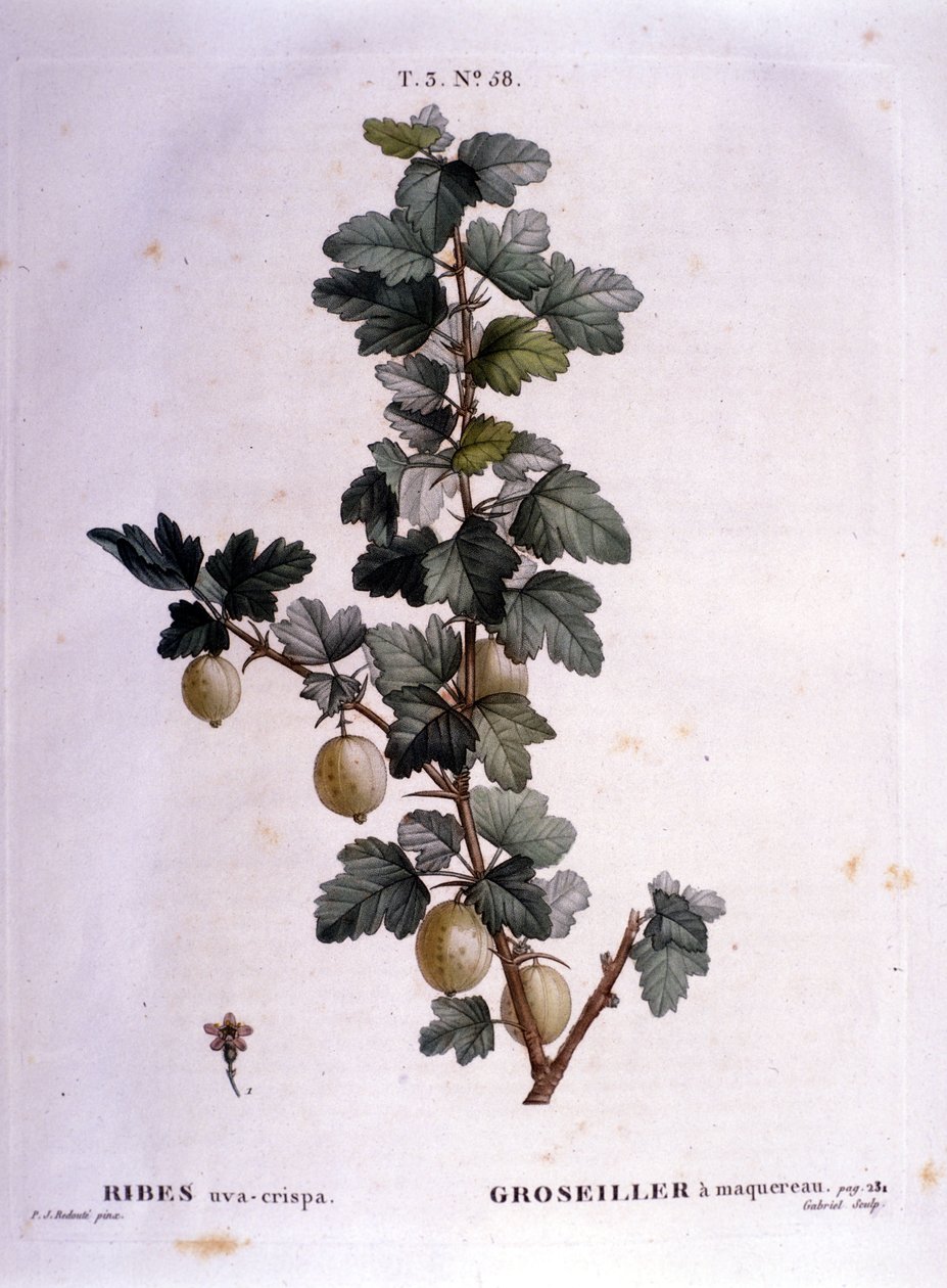 Bílý rybíz nebo makrela: botanická tabule z 19. století. od Unknown artist