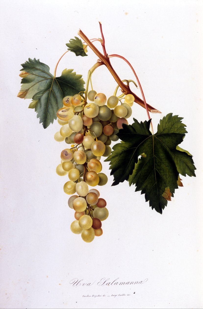 Bílé hrozny. 19. století rytina. od Unknown artist