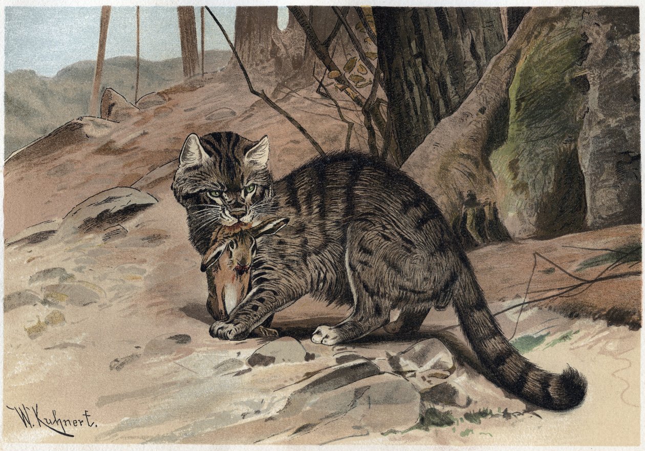 Divoká kočka - Divoká kočka (Felis silvestris) - rytina z „“Brehmova života zvířat”” od Alfreda Edmunda Brehma (1829–1884) od Unknown artist