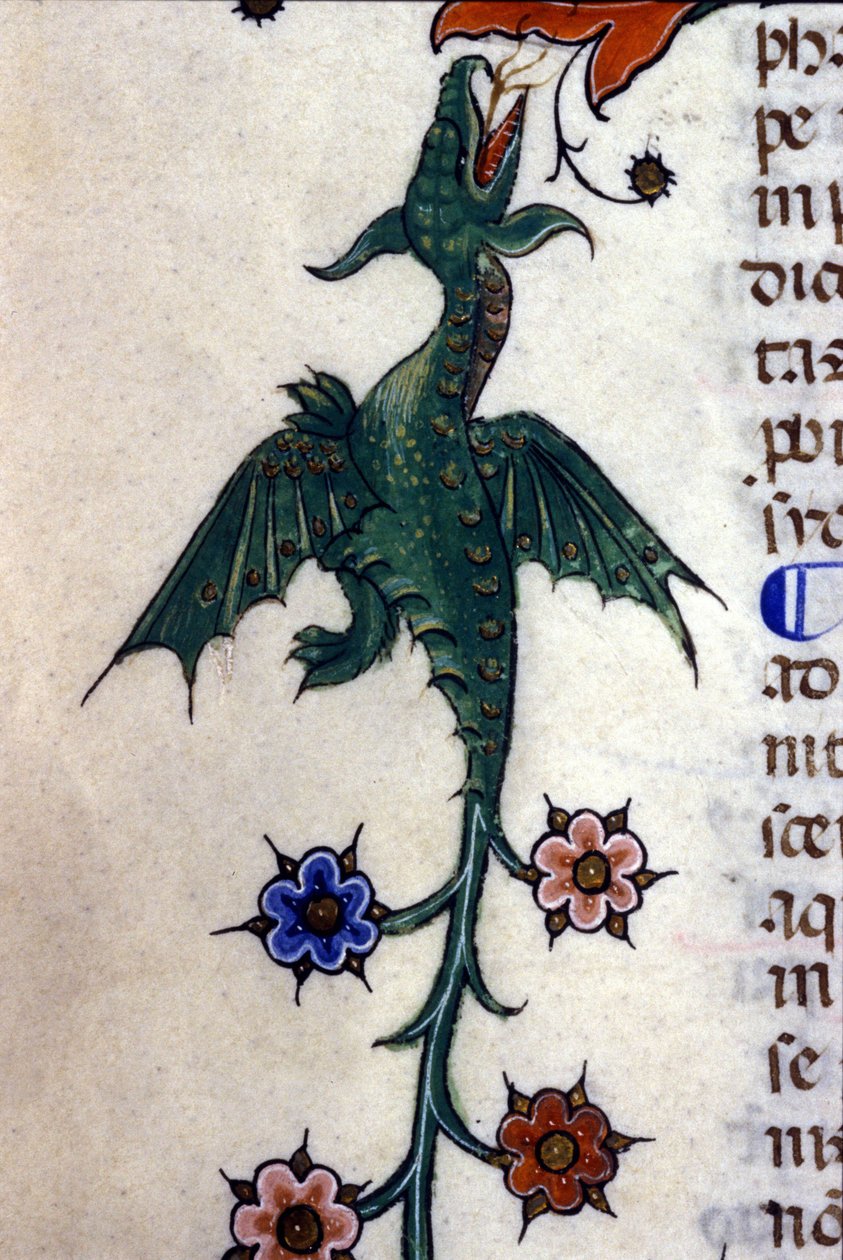 Okřídlený drak, Caspic, na rukopisu ze 14. století Milán, Biblioteca Nazionale Braidense. od Unknown artist