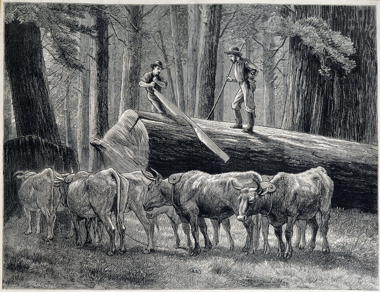 Dřevorubci v sekvojovém lese v Kalifornii - rytina od Unknown artist