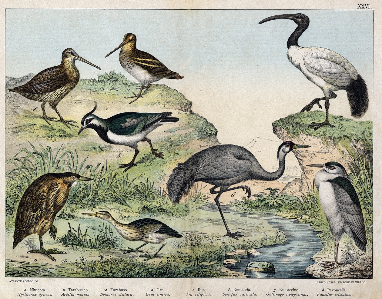 a: Stádo černokoruny (Nycticorax griseus), b: Hvězdník (Ardetta minuta), c: Butorcendré (Botaurus stellaris), d: Buttercrane (Grus cinerea), e: Ibis posvátný (Ibis religiosa), f: Becasse (Scolopax rusticula), g: Marsh (Gallinago), h: Vaneau (Vanel od Unknown artist