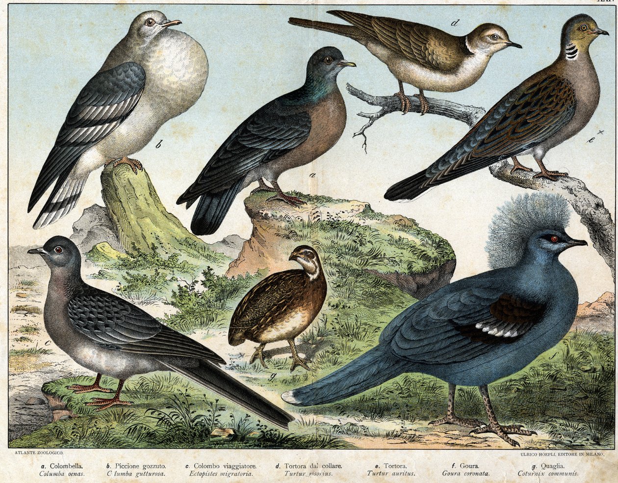 a: holub kolumbovský (Columba oenas), b: holub mongolský (Columba gutturosa), c: holub stěhovavý (Etopistes migratoria), d: holub turecký (Turtur risorius), e: holubice lesní (Turtur auritus), f: Goura (Goura korunovaný), g: Pšeničná křepelka (křepelka obe od Unknown artist