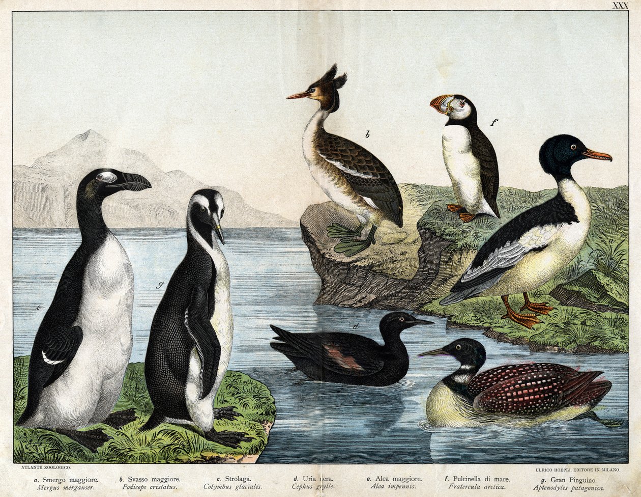 a: zlatá rybka obecná (Mergus merganser), b: potápka obecná (Podiceps cristatus), c: potápka obecná (Colimbus glacialis), d: guillenot černý (Cephis grylle), tučňák velký (Alca impennis), papuchal obecný (Fratercula artica g), g; Tučňák královský (Ptenodyd od Unknown artist