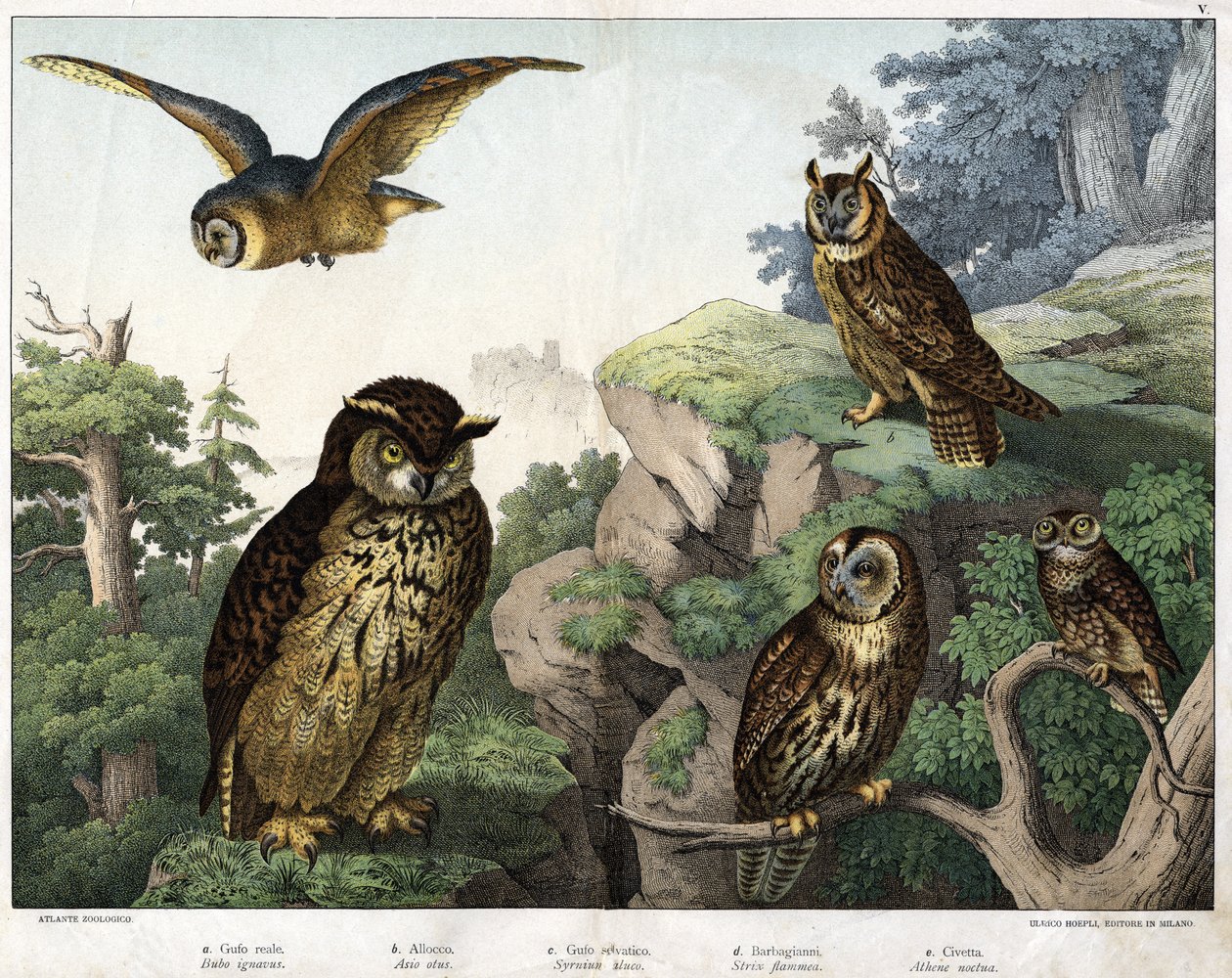 a: Zlatá sova (Bubo cowardus), b: Hulotte (kočka-huant) (Asio shell), c: Divoká sova (Syrnium aluco), d: Sova (Strix flammea), e: Sova (Athene owl) - v „Přírodní Historie ptáků“, ed. Hoepli, Milan od Unknown artist