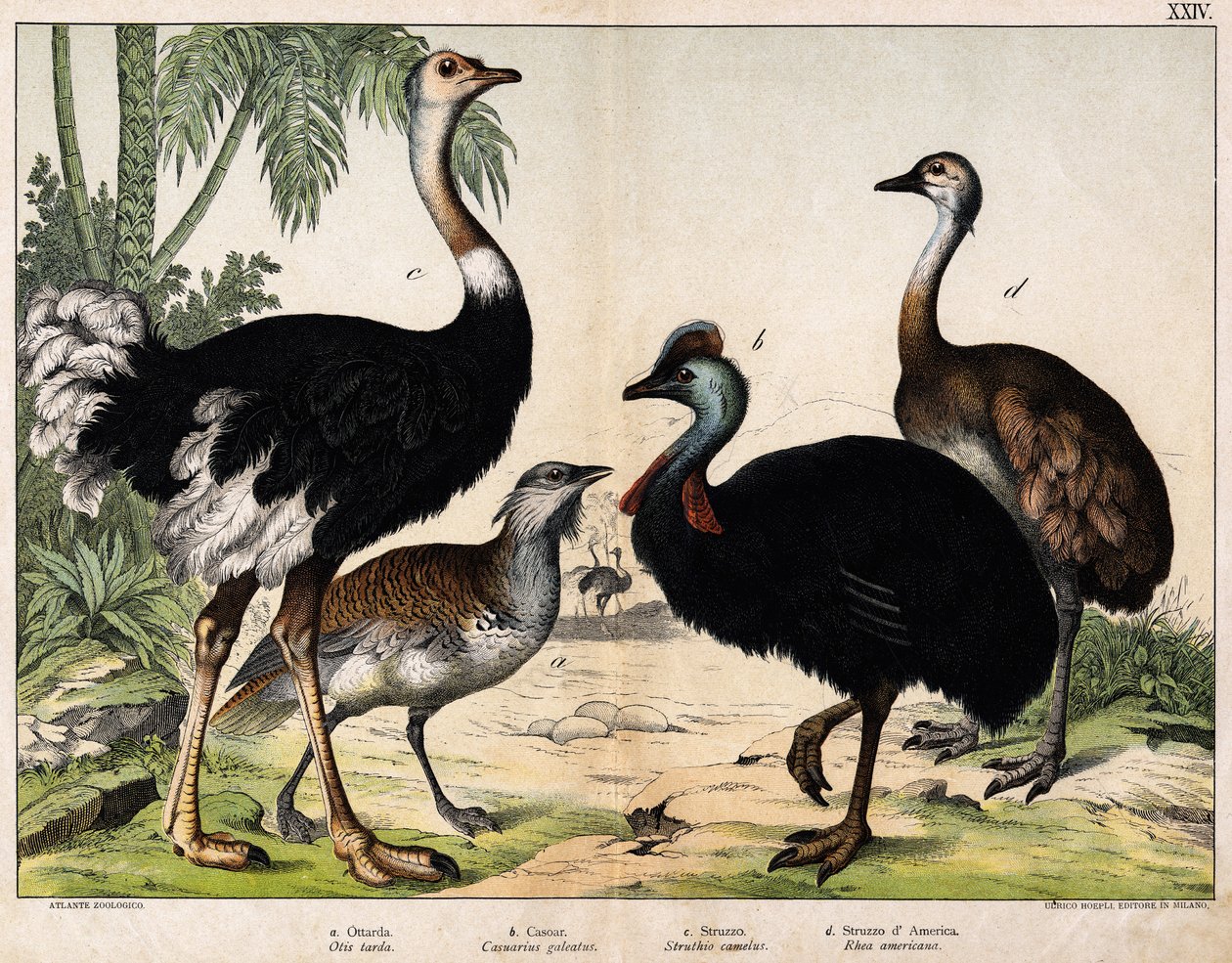 a: Drop velký (Otis tarda), b: Casoar (Casarius galeatus), c: Pštros africký (Struthio camelus), d: Nandon (Rhea Americana) -In “” Natural History of Oideals”, ed. Hoepli, Milan od Unknown artist