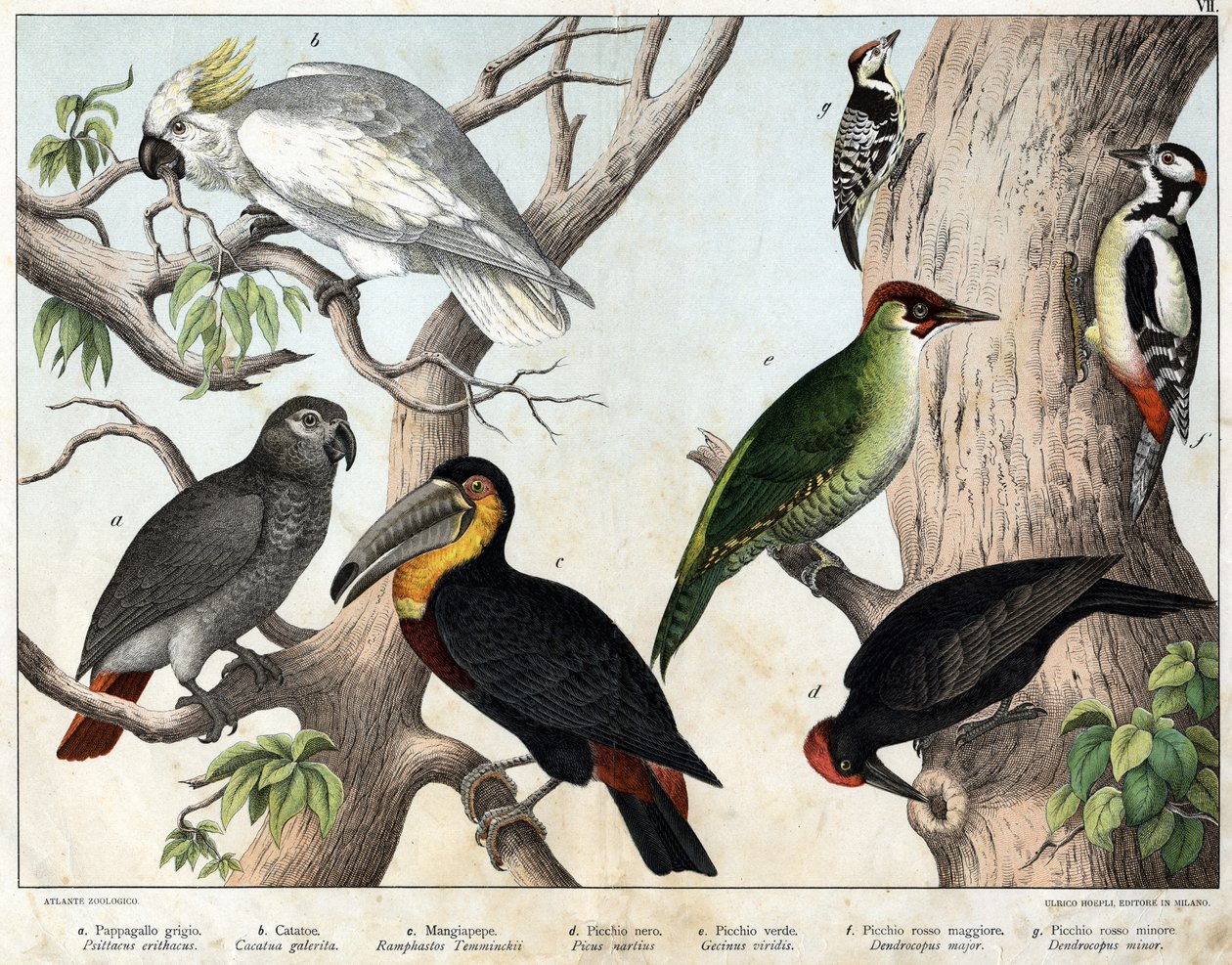 a: Papoušek šedý (Psittacus erithacus), b: Papoušek kaktusovitý (Cacatua galerita), c: Tukan (Ramphastos temminckii), d: datel černý (Picus Martius), e: datel zelený (Gecinus veridis), f: datel červený ( Dendrocopus minor in) - „Přírodopis z od Unknown artist