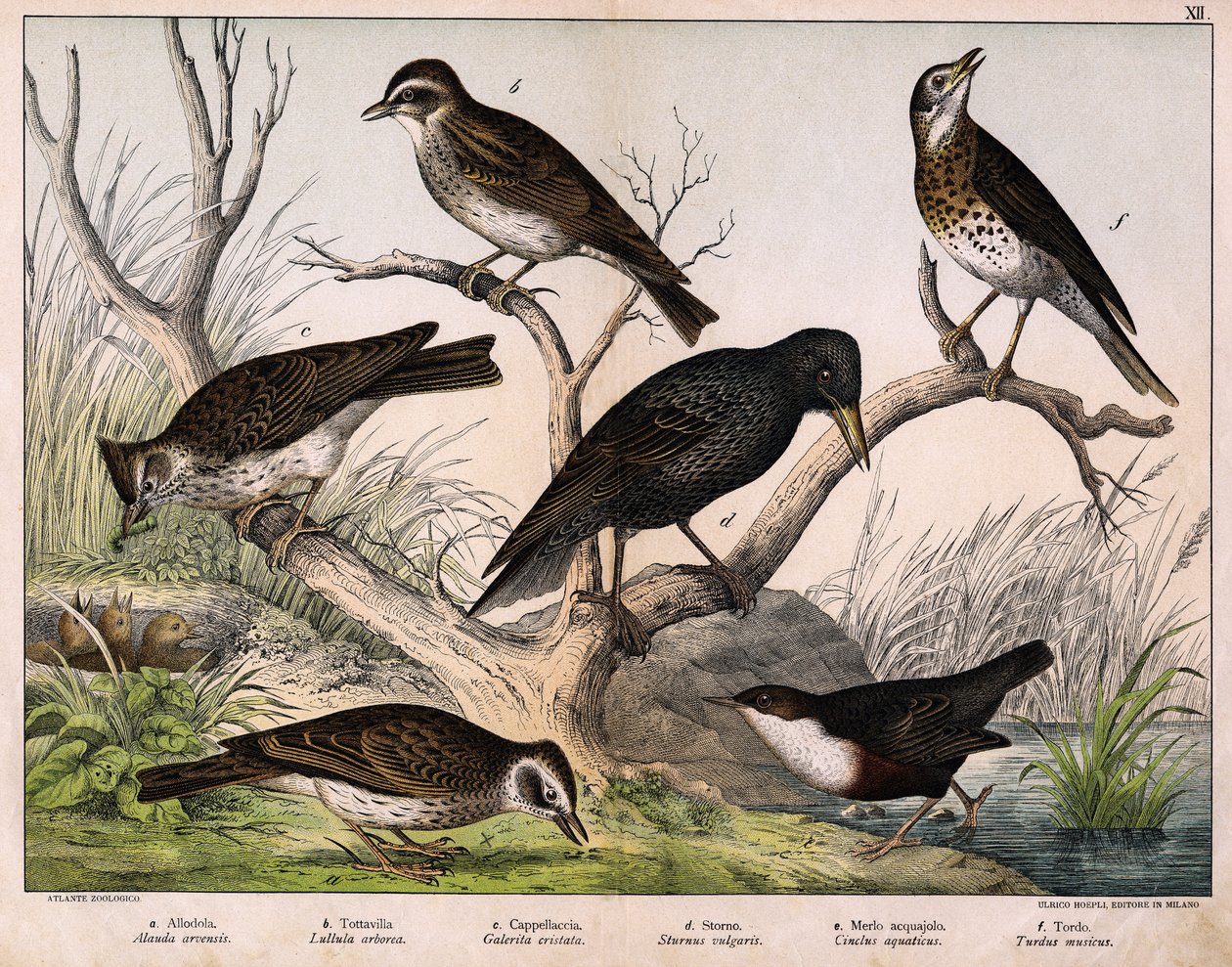 a: skřivan severní (Lark arvensis), b: skřivan Lulu (Lullula arborea), c: cappellaccia (Galerita cristata), d: špaček Sansonnetský (Sturnus vulgaris), e: kachna (Cinclus aquaticus), f: drozd (Turdus musicus) - v "Přírodopise ptáků", ed. Hoepli, Milan od Unknown artist