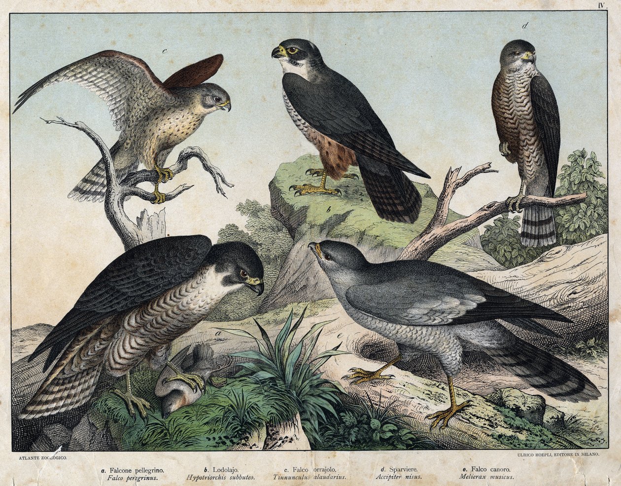 a: Pelerine Falcon (Falco peregrinus), b: Hawk Hawk (Hypotriorchis subbuteo), c: Sokol poštolka (Tunnunculus alaudarius), d: European Jestřáb (Hawk