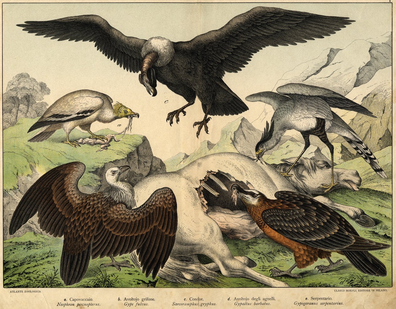 a: Percnopterus (Neophron percnopterus), b: sup bělohlavý (Gyps fulvus), c: kondor (Sarcoramphus gryphus), d: jehněčí sup (Gypaëtus barbatus), e: had (Gypogeranus serpentarius) - historie ptáků“ vyd. Hoepli, Milan od Unknown artist