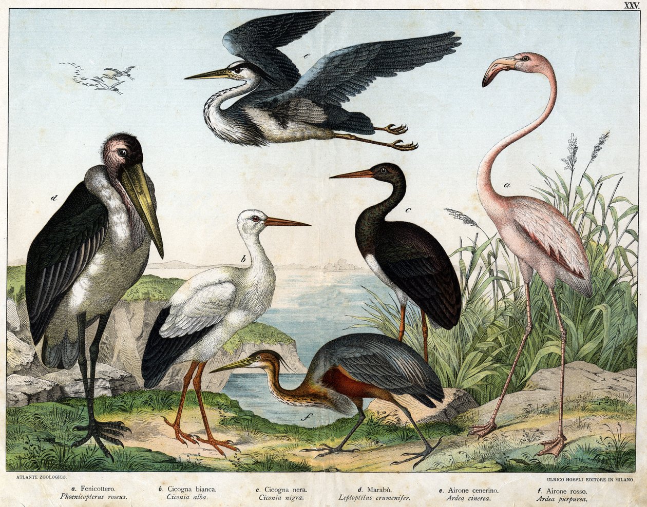 a: Phenicopterer nebo Flamingo (Phoenicopterus roseus), b: čáp bílý (Ciconia alba), c: čáp černý (Ciconia migra), d: marabout (Leptoptilus crumenifer), e: volavka bílá (Ardea cinerea), f: volavka červená ( Ardea purpurea) - v „Přírodní historii ptáků“ „“,  od Unknown artist